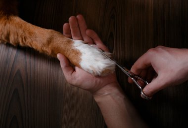 köpeğini Jack Russell Terrier penye 