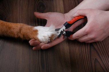 Süs pençeleri. Manikür ve pedikür damat