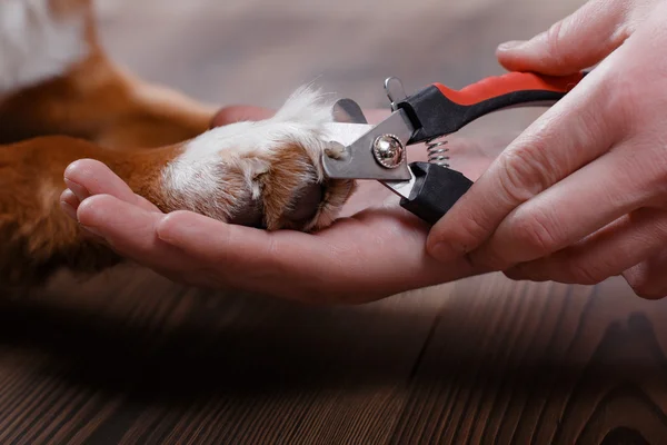 Trimming claws. Manicure and pedicure grooming — Stock Photo, Image