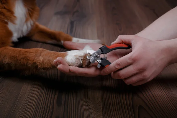 Trimming claws. Manicure and pedicure grooming — Stock Photo, Image