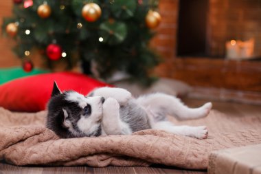 Köpek Siberian dış yapraklar, sevimli köpek yavrusu Sibirya husky