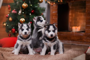 Sibirya husky köpek 