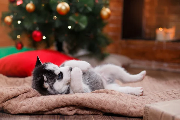 Hund sibiriske Husky, Sød lille sibiriske husky hvalp - Stock-foto