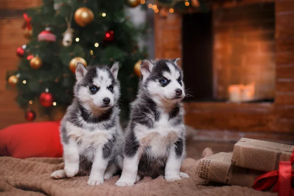 Chien husky sibérien — Photo