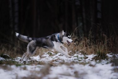 Köpek Sibirya Husky yürüyüş
