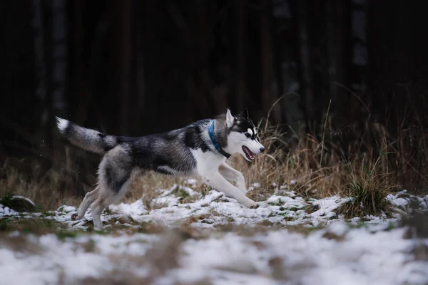 Dog Siberian Husky walking — Stock Photo, Image