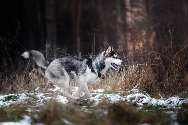 Cane siberiano Husky a piedi — Foto Stock