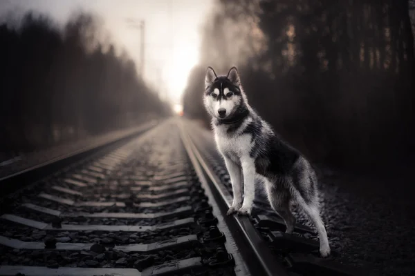 Kutya, Szibériai Husky séta — Stock Fotó