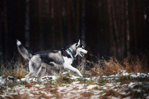 Dog Siberian Husky walking in winter park