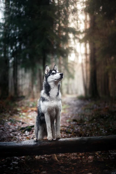 Kutya, Szibériai Husky séta — Stock Fotó