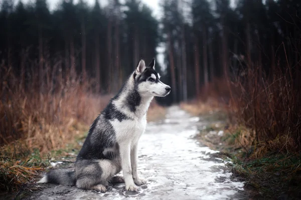 Hund Sibirischer Husky Gassi gehen — Stockfoto