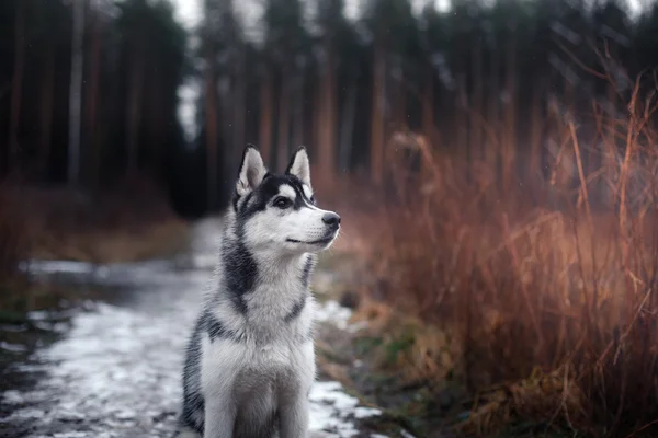 Hund Sibirischer Husky Gassi gehen — Stockfoto