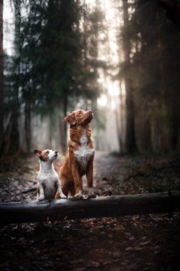 Kışın parkta köpek yürüyüş