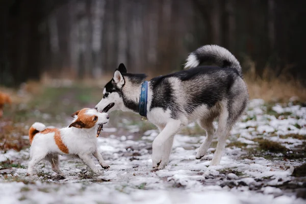 Kışın parkta köpek yürüyüş — Stok fotoğraf