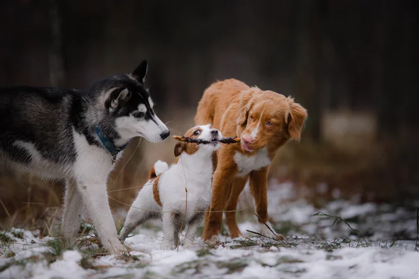 Dogs walk in the park in winter — Stock Photo, Image