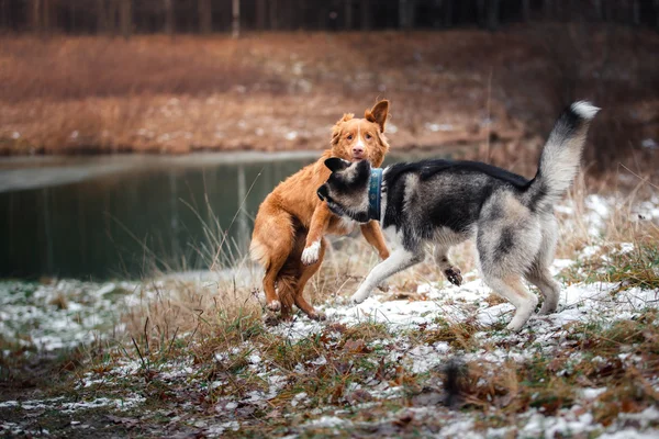 Dogs walk in the park in winter — Stock Photo, Image