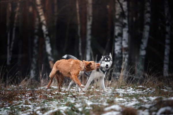 Собаки гуляют в парке зимой — стоковое фото