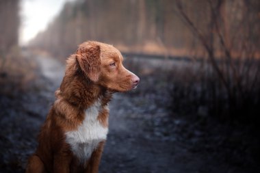 Köpek Nova Scotia Duck Tolling Retriever kış Park