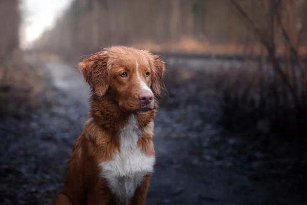 在冬季公园狗新斯科舍省鸭寻回犬 — 图库照片
