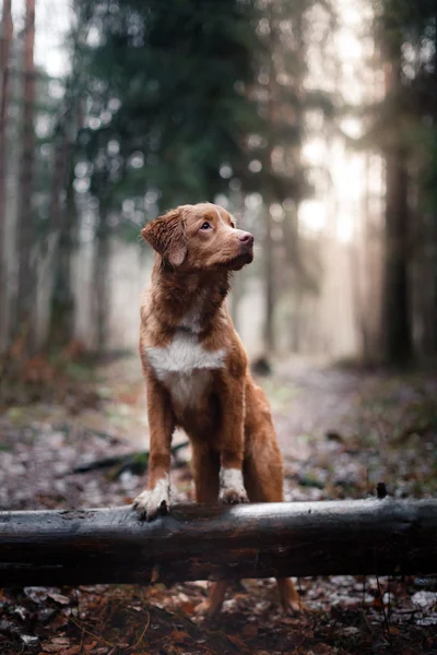 Dog Nova Scotia Duck Tolling Retriever in winter park — Stock Photo, Image