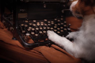 Köpek Jack Russell Terrier