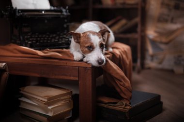 Köpek Jack Russell Terrier