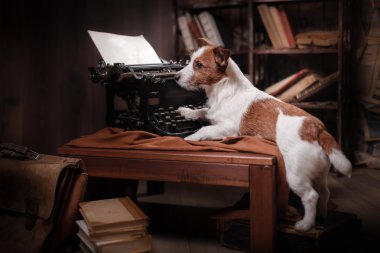 Köpek Jack Russell Terrier