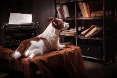 Köpek Jack Russell Terrier