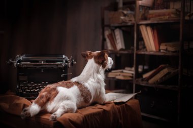 Köpek Jack Russell Terrier