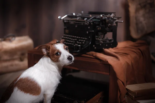 Dog Jack Russell Terrier — Stock Photo, Image