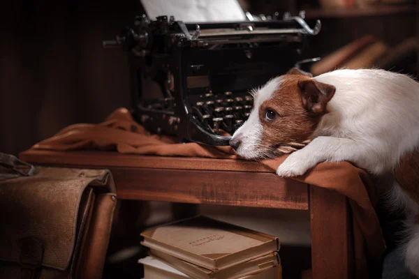 Dog Jack Russell Terrier — Stock Photo, Image