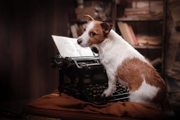 Cane jack russell terrier — Foto Stock