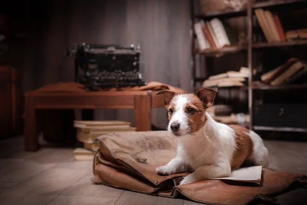 Dog Jack Russell Terrier — Stock Photo, Image