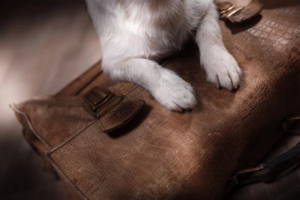 犬ジャック・ラッセル・テリア — ストック写真