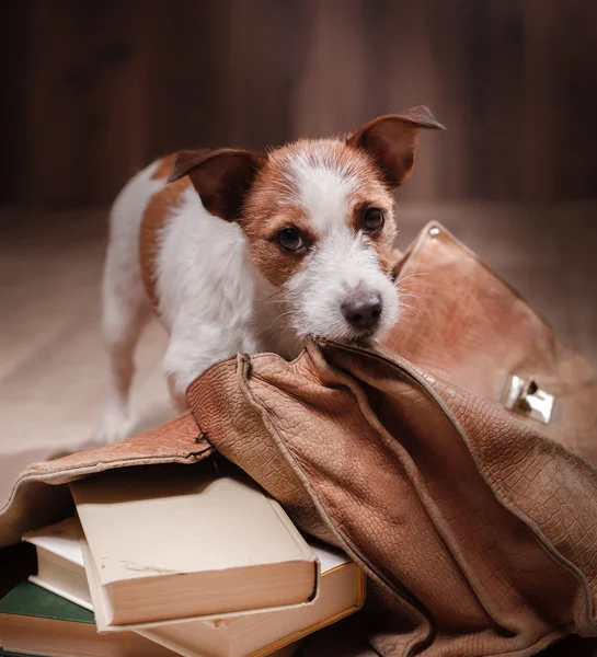Hund Jack Russell Terrier — Stockfoto