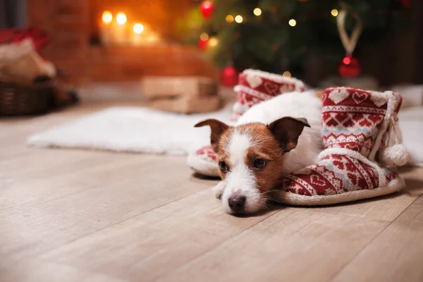 Jack Russell hond bij de kerst en Nieuwjaar — Stockfoto