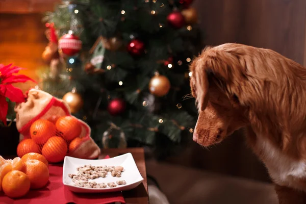 Cane Nova Scotia Duck Tolling Retriever, Natale e Capodanno, ritratto cane su uno sfondo di colore studio — Foto Stock