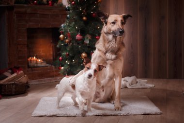 Grup cins köpekler, köpek tatile şirket