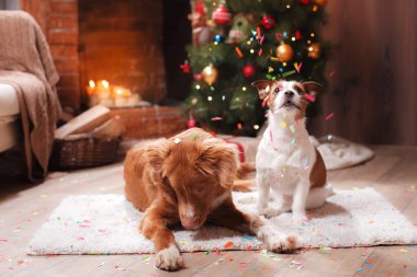 Grup cins köpekler, köpek tatile şirket