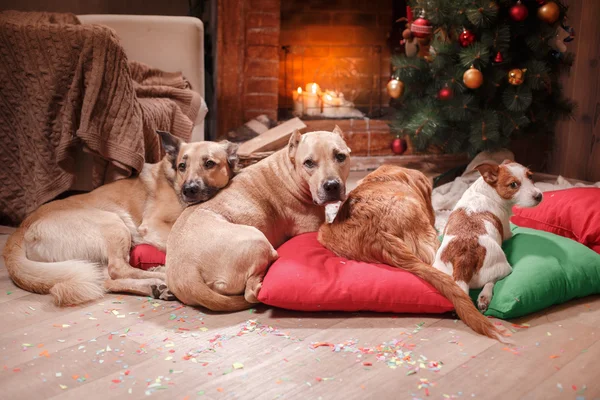 Gruppe von Hunderassen, Gesellschaft von Hunden im Urlaub — Stockfoto
