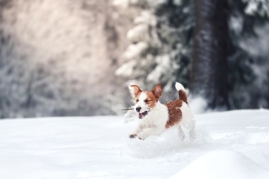Jack Russell köpek Kışın açık havada
