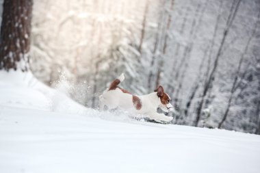 Jack Russell köpek Kışın açık havada