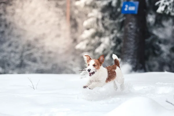 Jack Russell pes venku v zimě — Stock fotografie