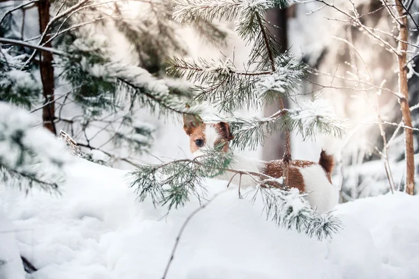 Jack Russell hund utomhus på vintern — Stockfoto