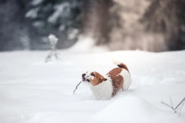 冬天在户外杰克罗素狗 — 图库照片