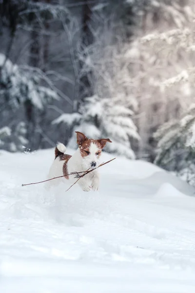 Jack Russell perro al aire libre en invierno —  Fotos de Stock