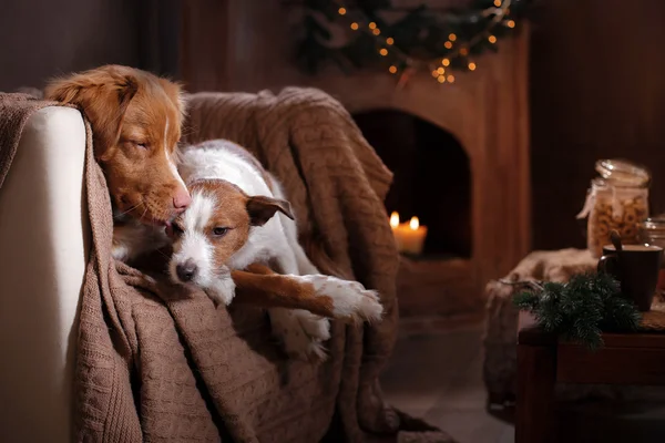 Kutya-Jack Russell Terrier és a kutya Nova Scotia Duck Retriever autópályadíj holiday — Stock Fotó