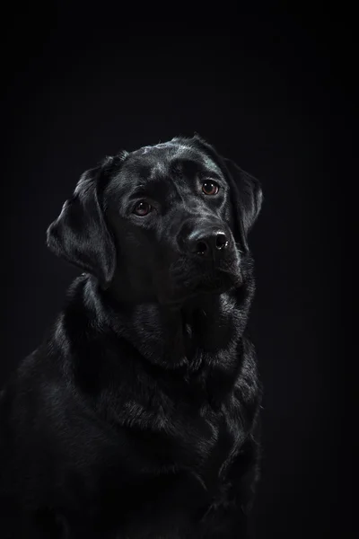 Retrato cão raça preto labrador em um estúdio — Fotografia de Stock