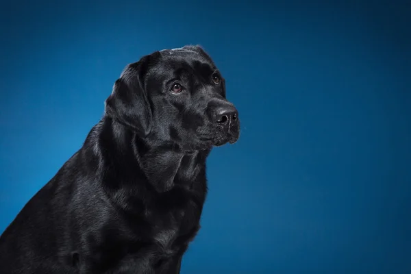 Portrét psa plemene černý labrador na studio — Stock fotografie