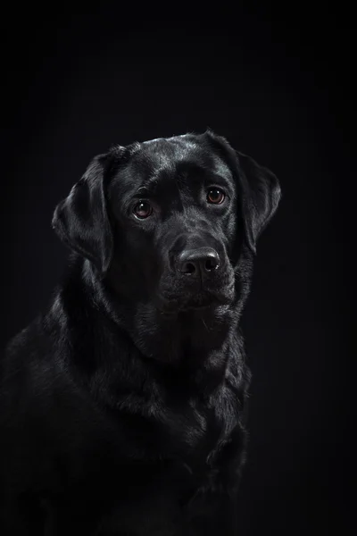 Ritratto cane razza nero labrador su uno studio — Foto Stock